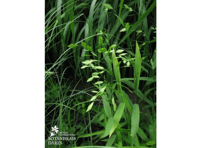 Chasmanthium latifolium